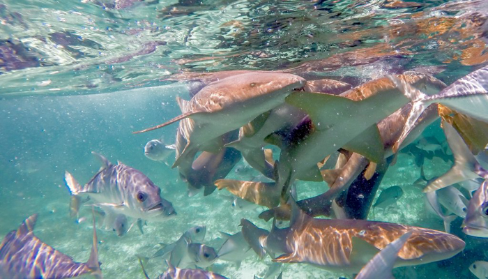 shark and fish feeding frenzy | Snorkeling in Belize with Caye Caulker's Caveman Snorkeling Tours
