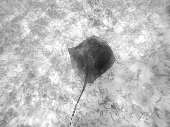 black and white photo of a sting ray from above | Caye Caulker snorkeling with Caveman Snorkeling Tours