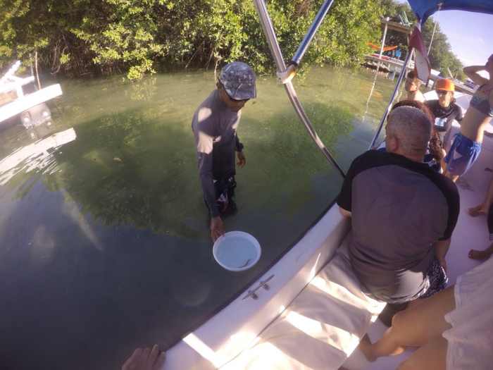 Learning about seahorses with Caveman Snorkeling Tours in Caye Caulker, Belize