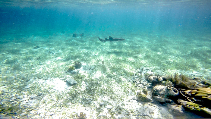 shark far away in the ocean | Snorkeling in Belize with Caye Caulker's Caveman Snorkeling Tours