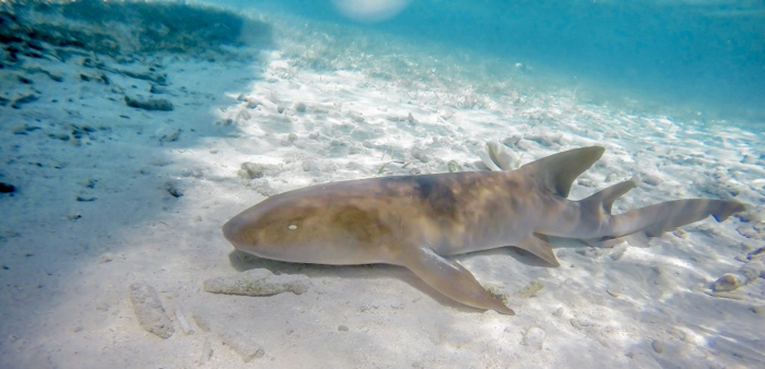 nurse shark on ocean bottom | Caye Caulker snorkeling with Caveman Snorkeling Tours