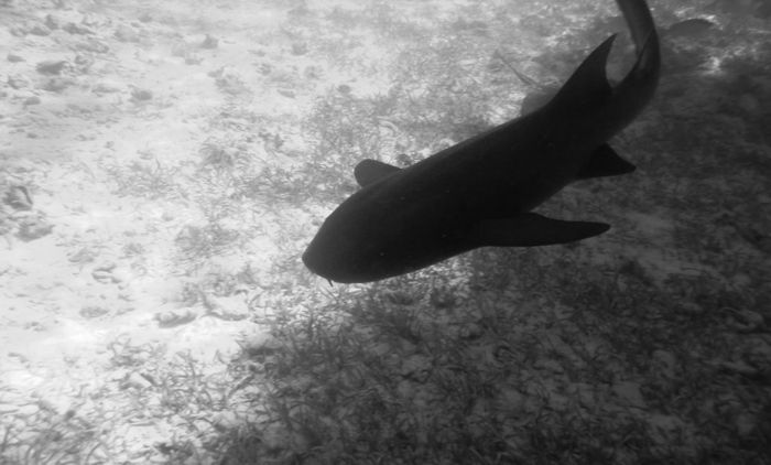 black and white photo of shark silhouette | Caye Caulker snorkeling with Caveman Snorkeling Tours