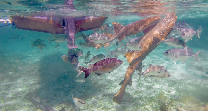 sharks and fish under a boat | Snorkeling in Belize with Caye Caulker's Caveman Snorkeling Tours