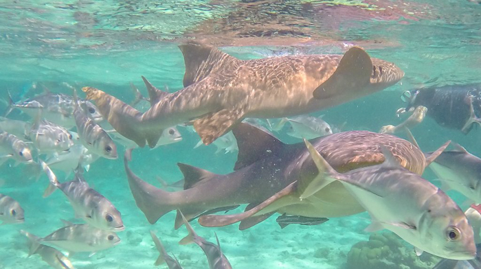 Snorkeling | Belize | Snorkeling in Belize with Caye Caulker's Caveman Snorkeling Tours