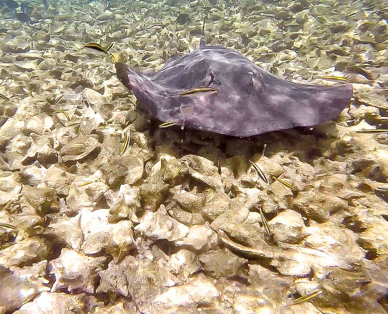 sting ray floating over shells | Caye Caulker snorkeling with Caveman Snorkeling Tours