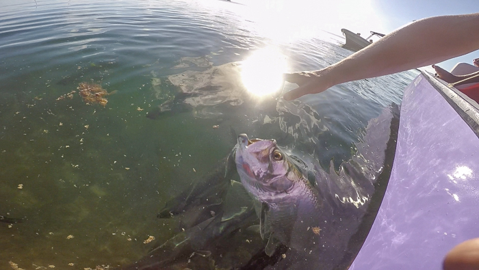 Feeding tarpons with Caveman Snorkeling Tours in Caye Caulker, Belize