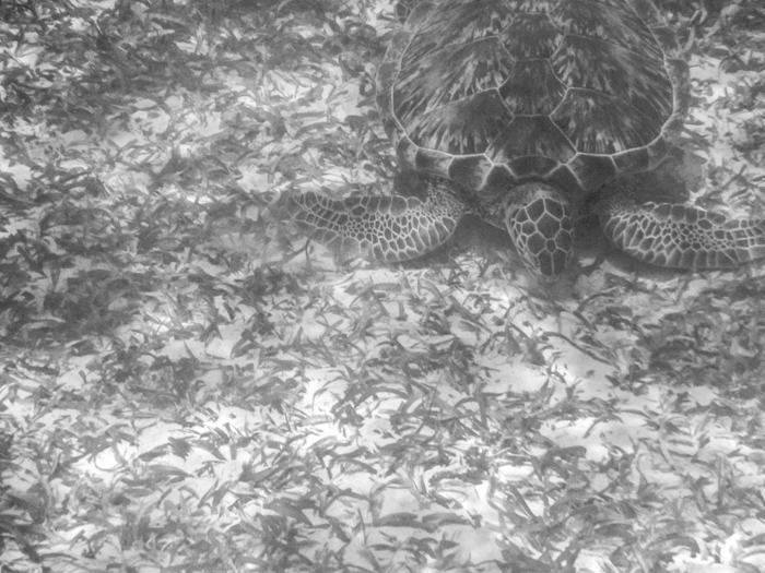 black and white photo of a sea turtle | Caye Caulker snorkeling with Caveman Snorkeling Tours