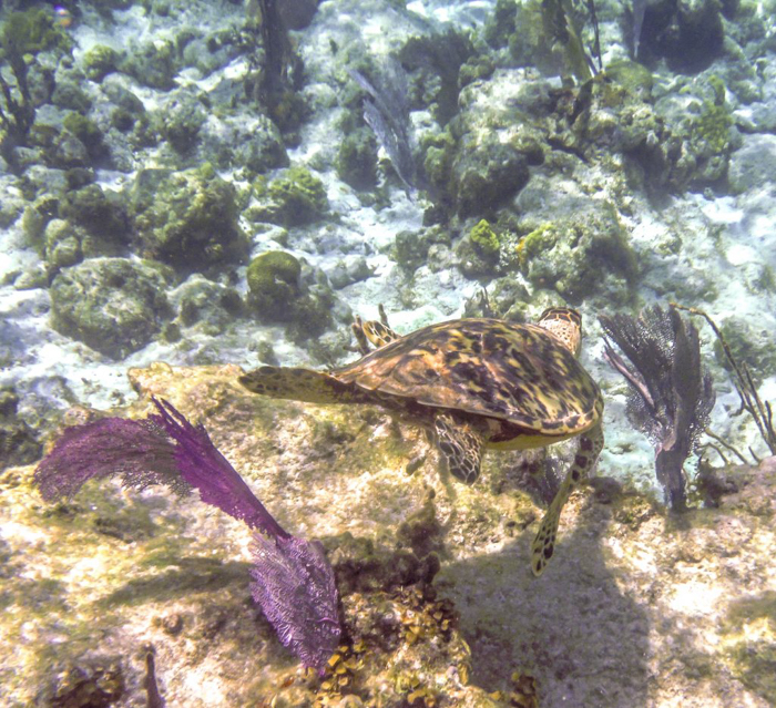 sea turtle swimming away | Caye Caulker snorkeling with Caveman Snorkeling Tours