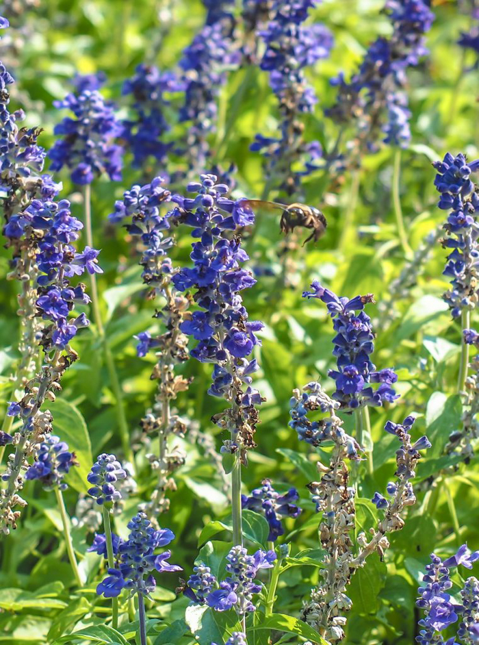 3 cities in 3 days in Texas | Dallas, Austin, San Antonio | What to do in Texas | Where to go in Texas | What to see in Texas | Dallas CityPASS | Dallas Arboretum bee