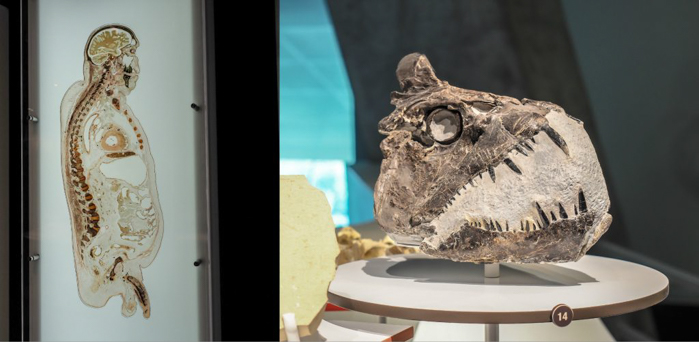 3 cities in 3 days in Texas | Dallas, Austin, San Antonio | What to do in Texas | Where to go in Texas | What to see in Texas | Dallas CityPASS | Perot Nature and Science Museum