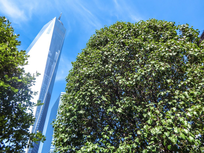 September 11th Museum and Memorial // the Survivor Tree from 9/11/2001