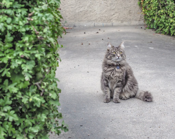 24 hours in Oslo, Norway -- Cat at The Norwegian Folk Museum