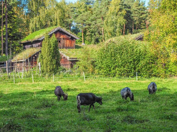 24 hours in Oslo, Norway -- Goats at the Norwegian Folk Museum