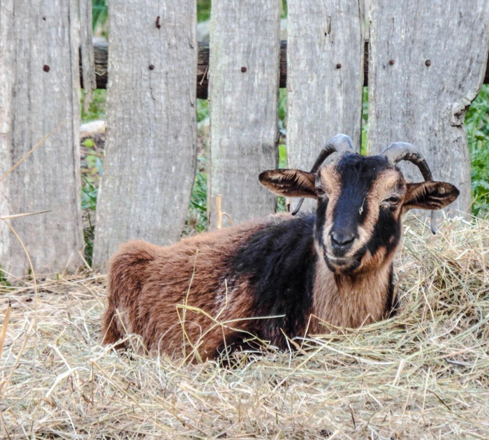 Goats at Plimoth Plantation after Thanksgiving dinner in Plymouth, Massachusetts -- just outside Boston