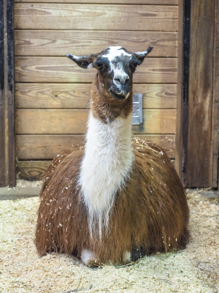 A llama in the barn at Plimoth Plantation in Plymouth, Massachusetts on Thanksgiving