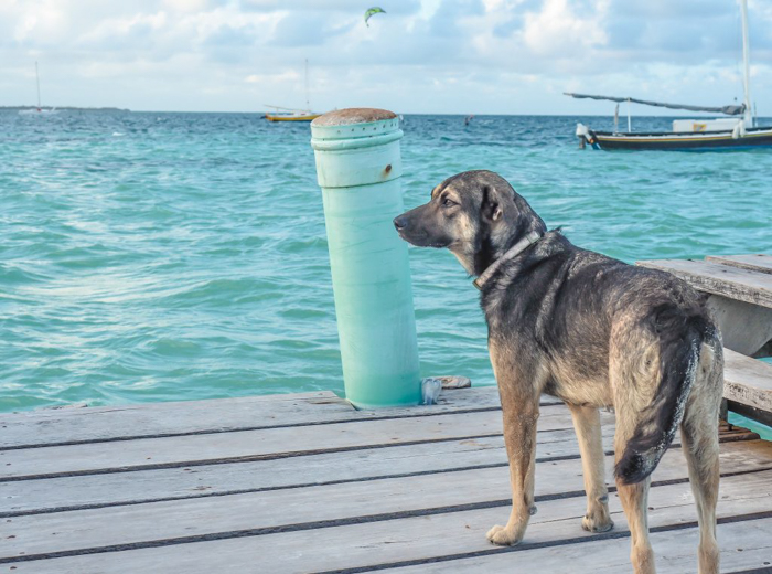 3 days in caye caulker, belize // stray dog