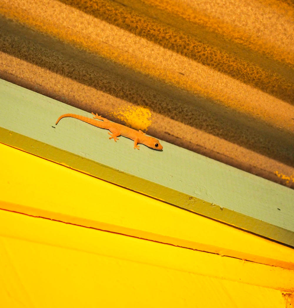 small gecko in a Belize cabana