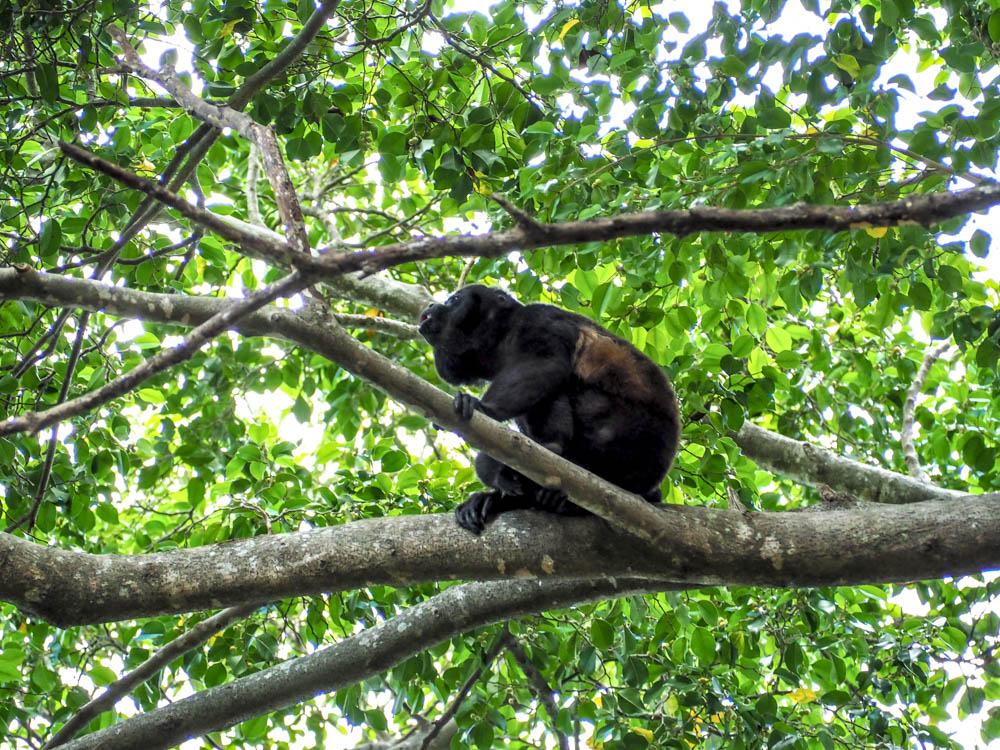 howler monkey in a tree in belize
