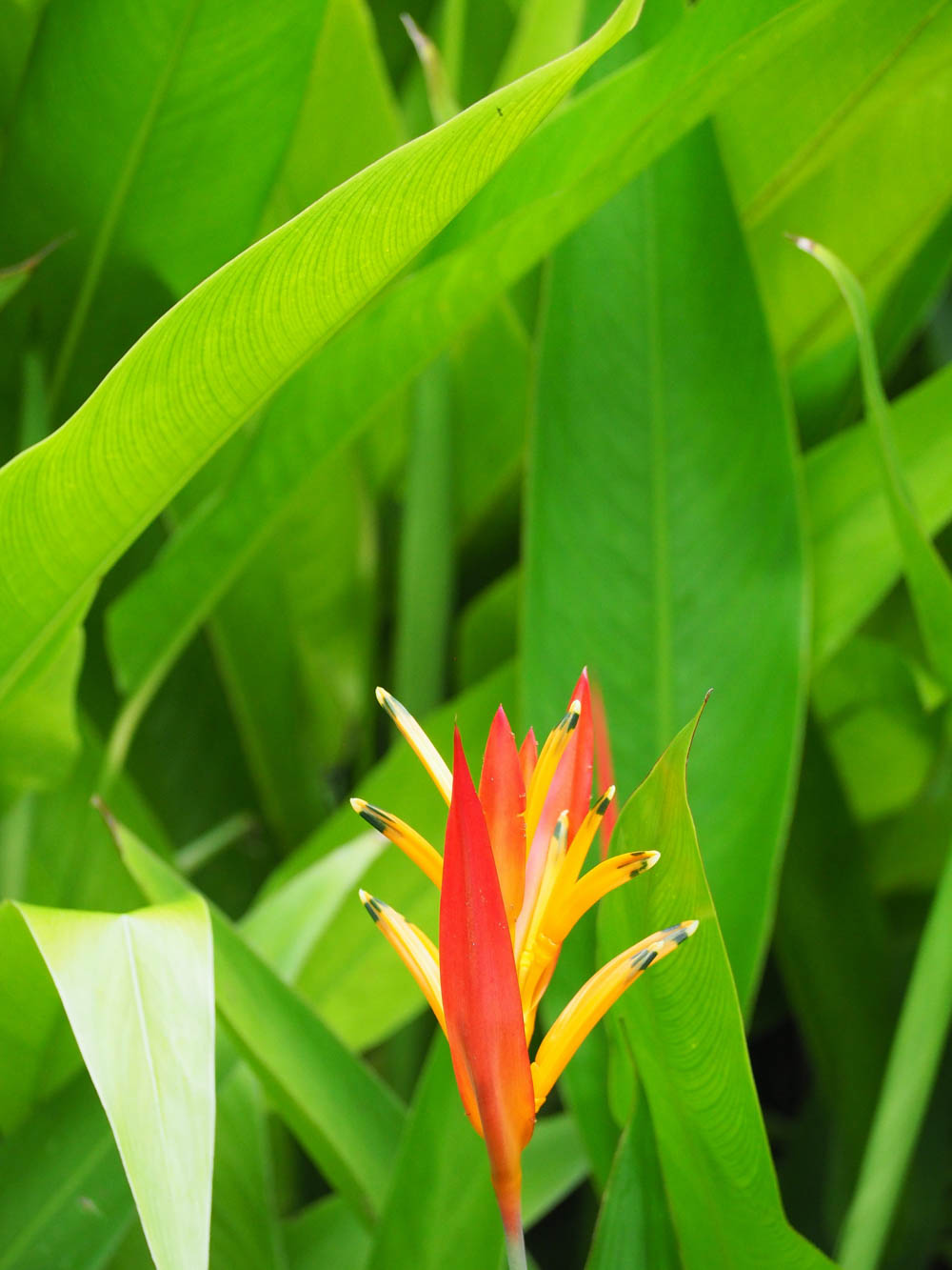 tropical red and yellow flower and green leaves in belize