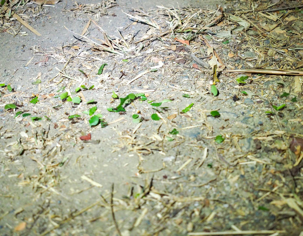 trail of leaf cutter ants carrying leaves in a line