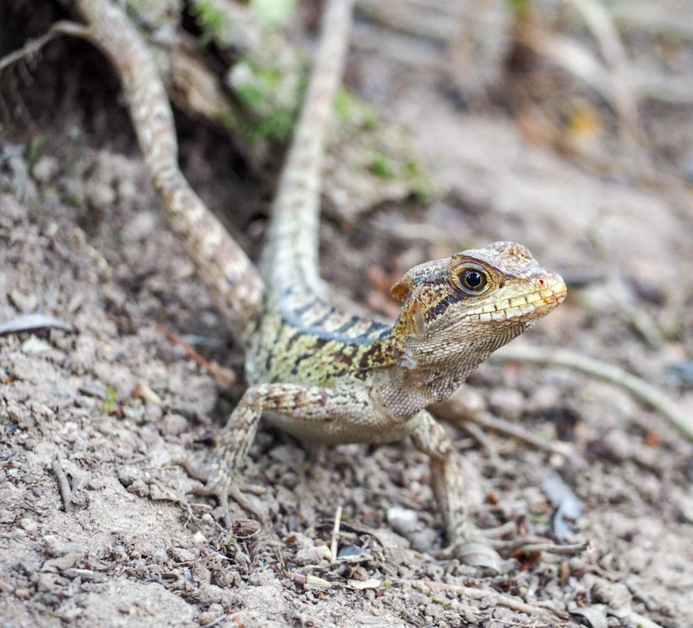 small striped lizard on the ground in belize