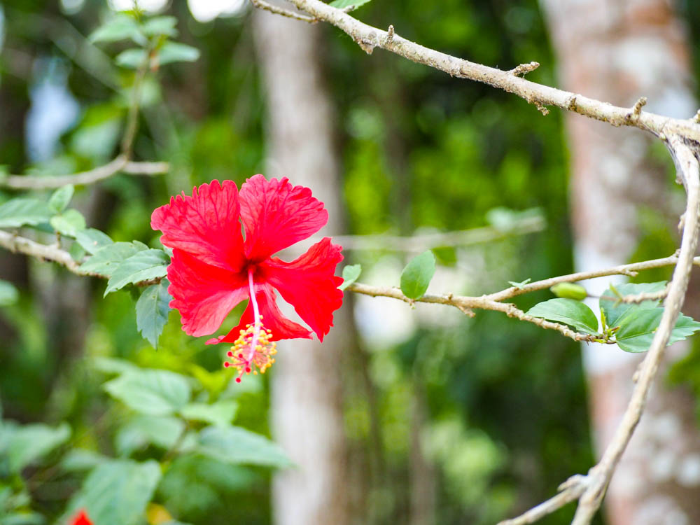 tropical red flower on a vine in belize