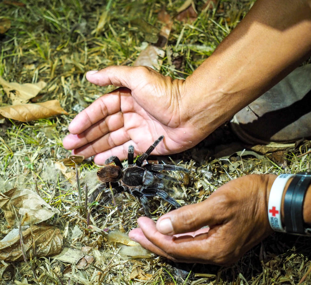 hands picking up a tarantula from the ground