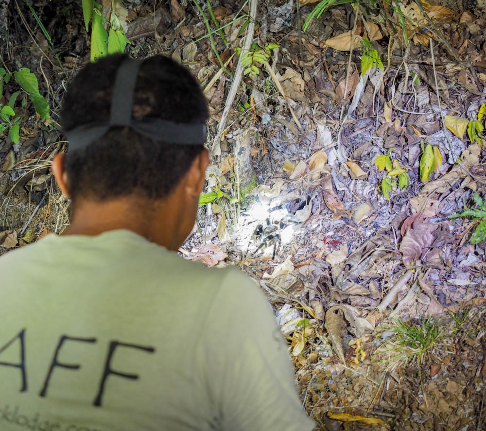 tarantula in the jungle in flashlight