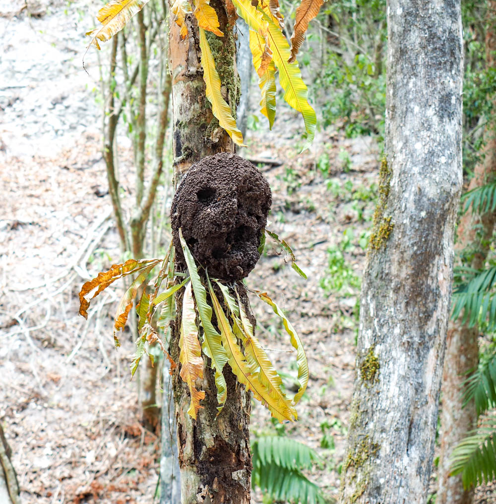 termite nest on a tree in the jungle