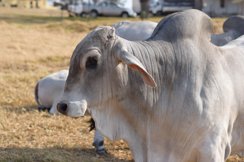 brahman bull in belize