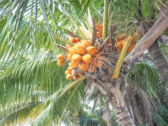 things that shocked me in belize // coconut tree