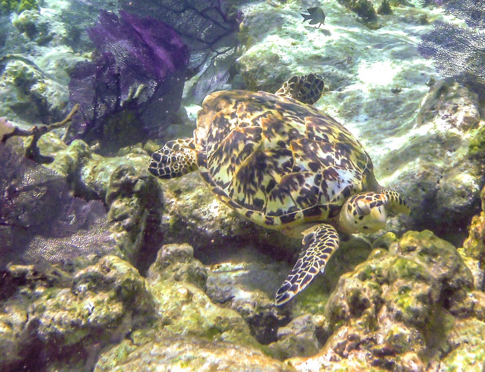 sea turtle in the ocean