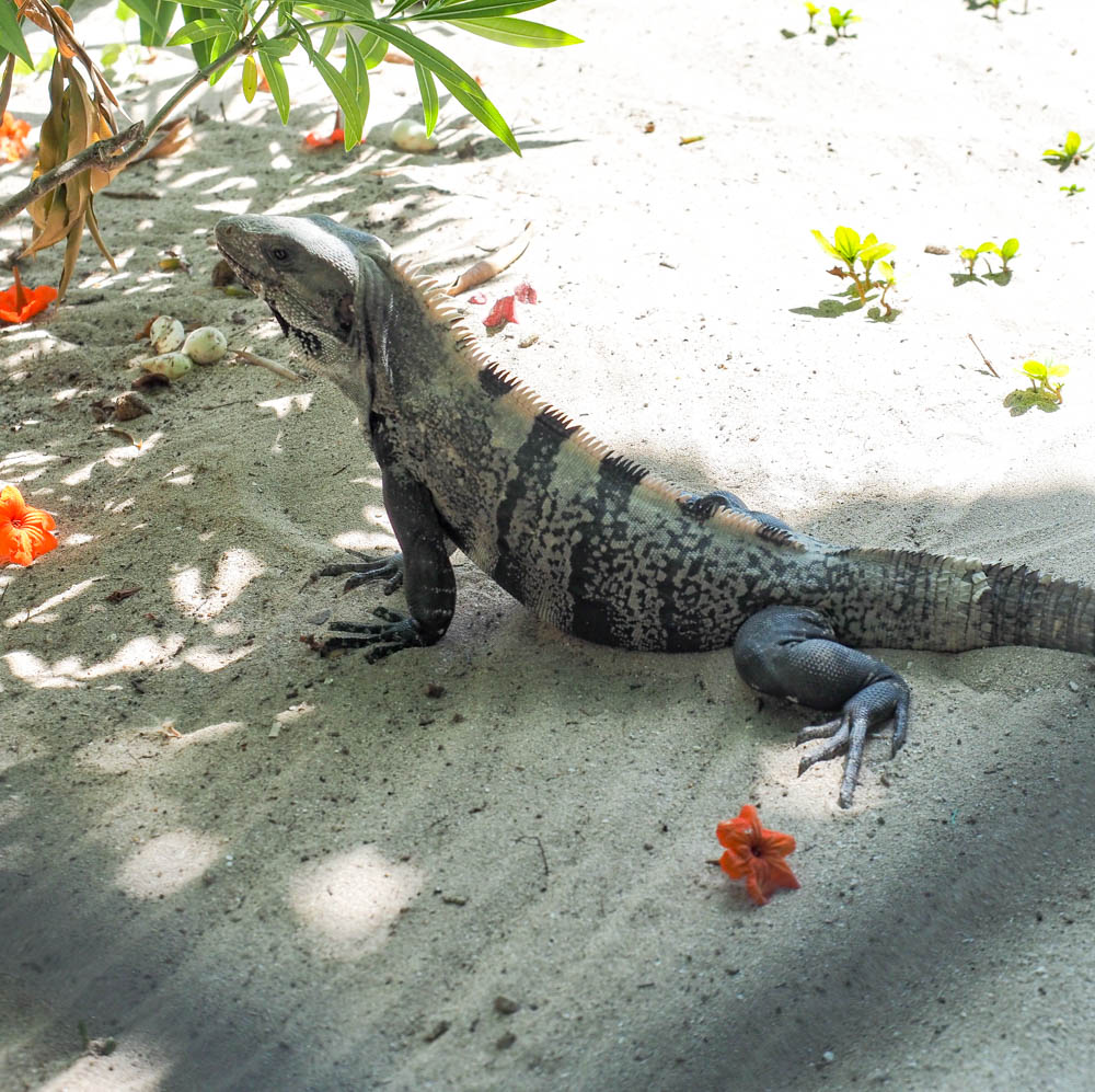 striped iguana in the sand surrounded by tropical red flowers