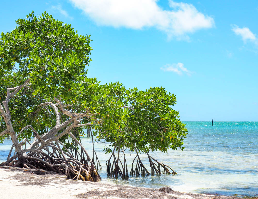 green mangrove trees in the turquoise ocean