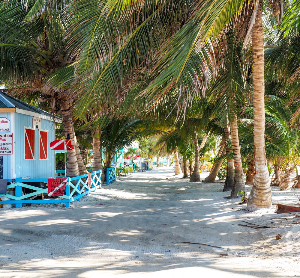 scuba diving shop and palm trees