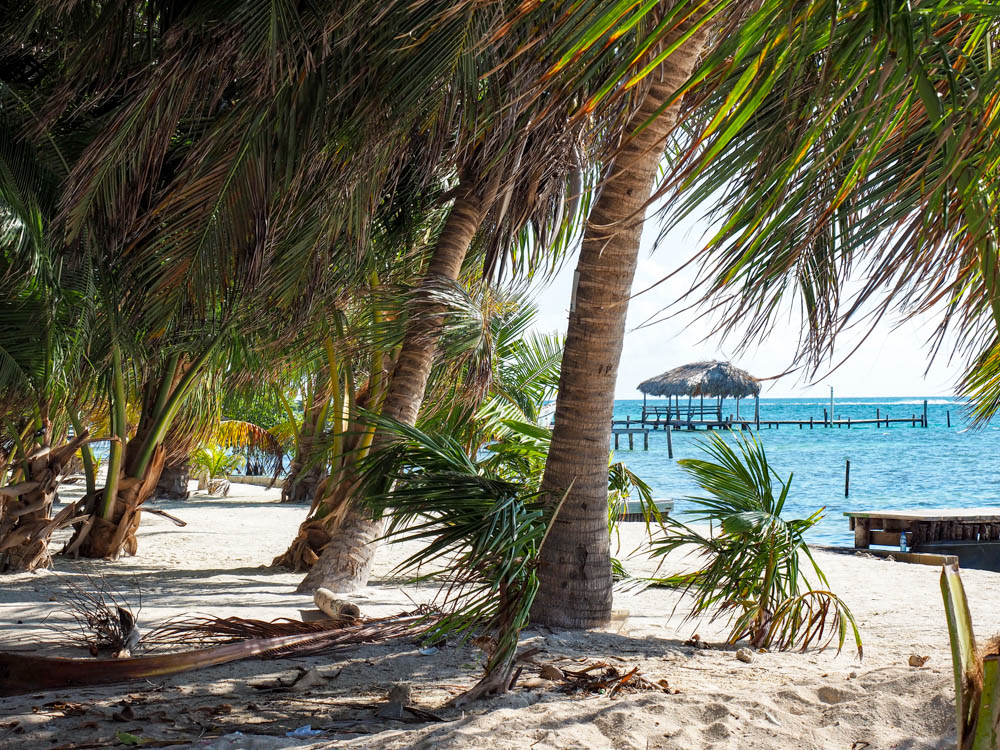 row of palm trees next to teal ocean