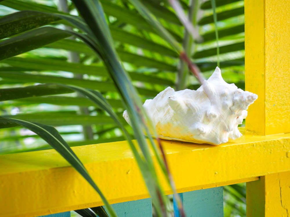 conch shell on yellow ledge under palm trees