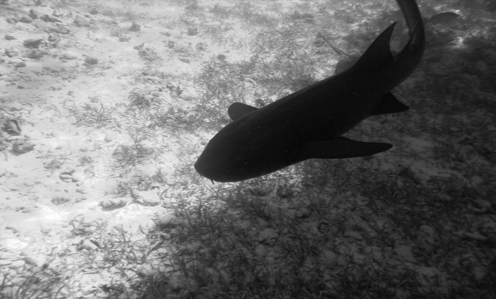 dark silhouette of a shark from above