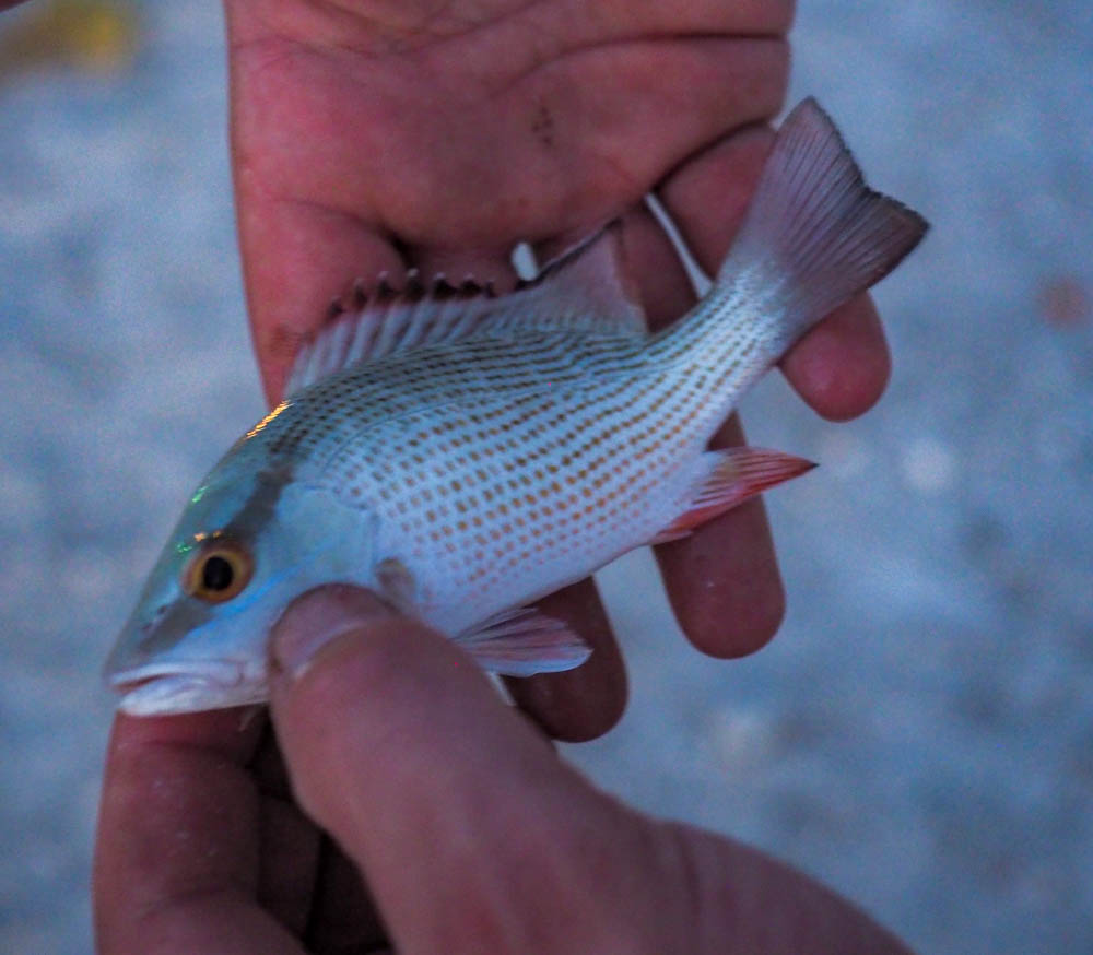 tiny fish in a man's hand