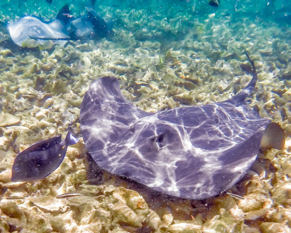 purple sting ray under the ocean