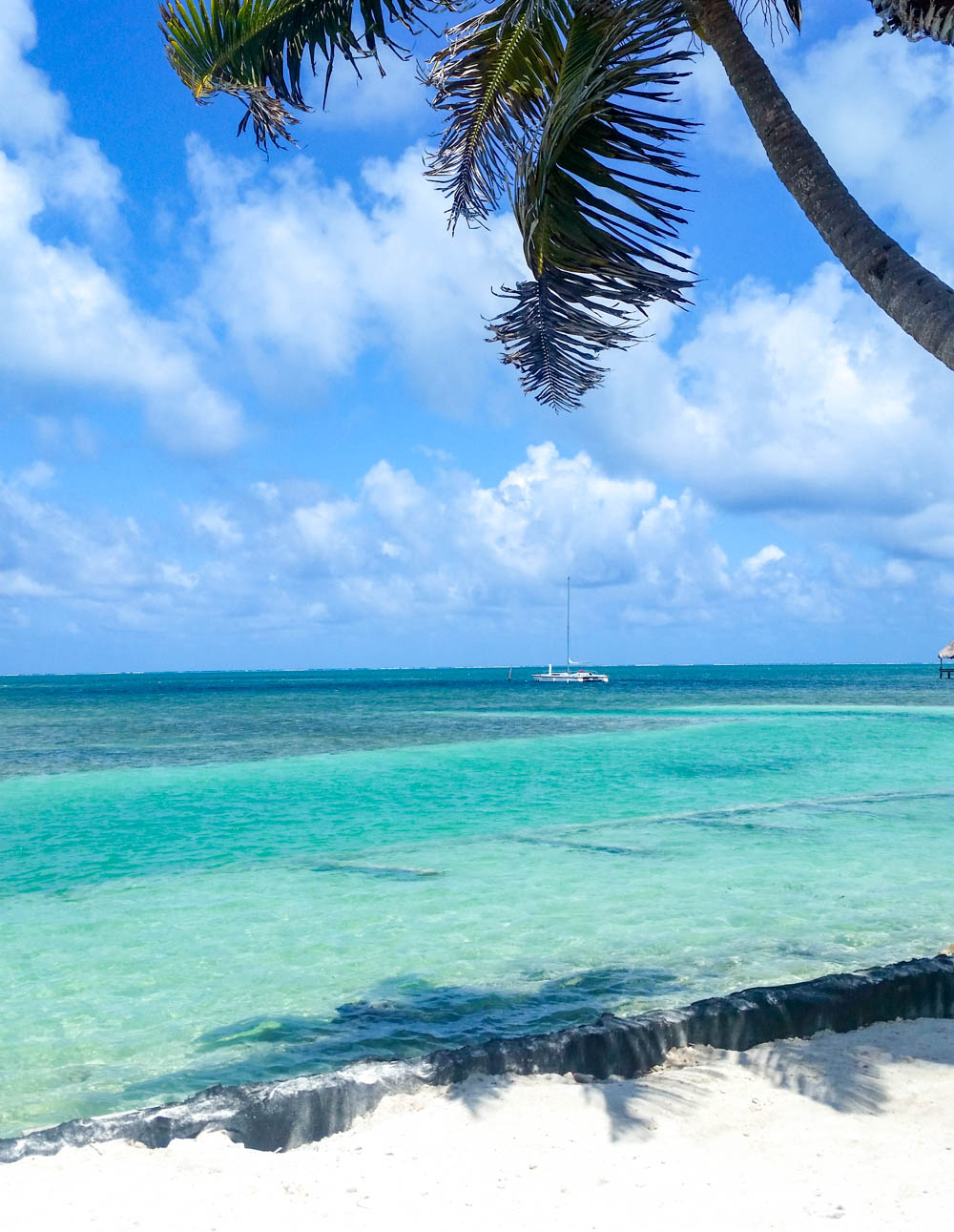 teal ocean under palm tree