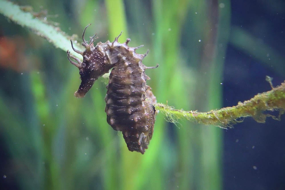 brown seahorse on some seaweed