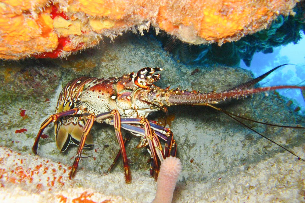 spiny lobster in the ocean