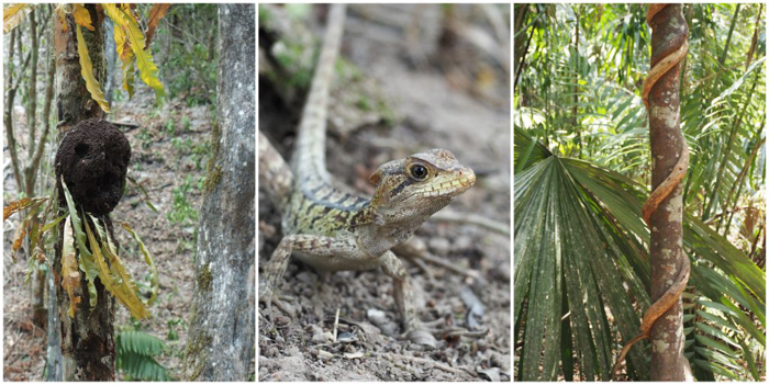 Termites, lizards, and vines on the hike to the ATM Cave in Belize | Map | San Ignacio, Belize | Cayo District | Tapir Mountain Nature Reserve | Actun Tunichil Muknal | Maya | Mayan archaeological site | skeletal remains | Cave of the Sone Sepulcher | Pacz Tours