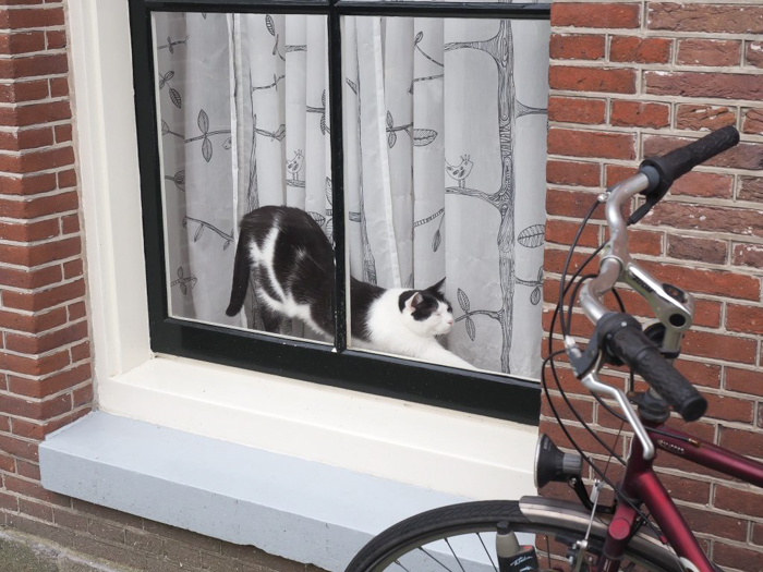Strolling the canals of the Jordaan during 3 days in Amsterdam, Netherlands | Dutch culture and history | cats in windows