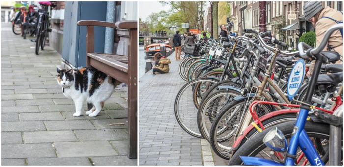 Strolling the canals of the Jordaan during 3 days in Amsterdam, Netherlands | Dutch culture and history | cats in windows | bike life