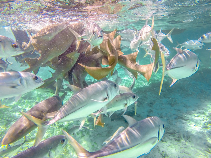 The Best Travel Photography Gear for Time-Budget Travelers | GoPro Hero4 Silver in Caye Caulker, Belize