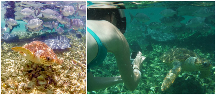 snorkeling with vs without a gopro filter in Belize