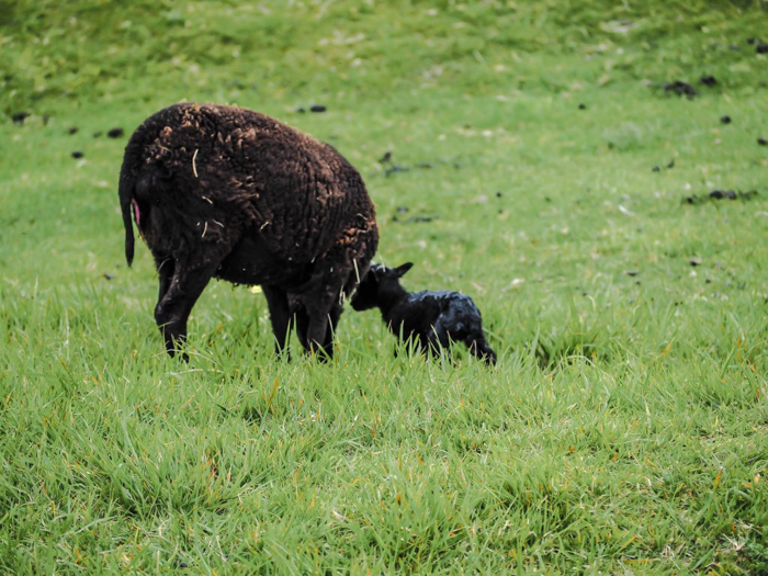 The best D-Day sites to visit in Normandy, France | WWII | WW2 | Pointe du Hoc | Baby sheep