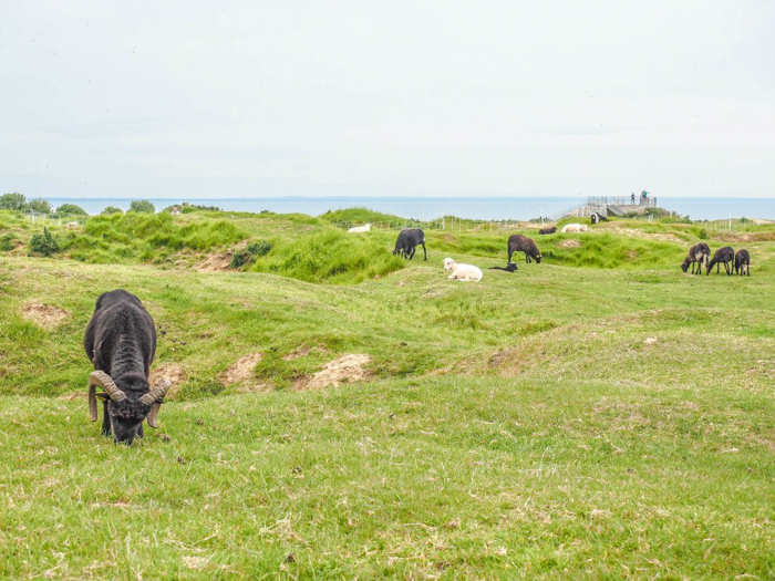 The best D-Day sites to visit in Normandy, France | WWII | WW2 | Pointe du Hoc | Sheep